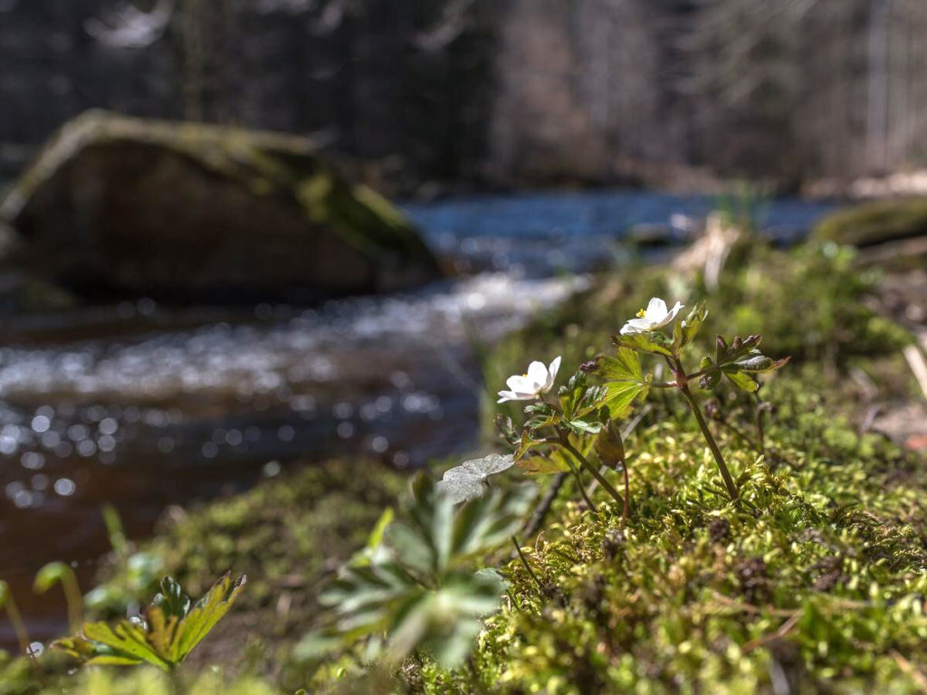 Zwei Buschwindröschen am Ufer eines Flusses im Bayerischen Wald.