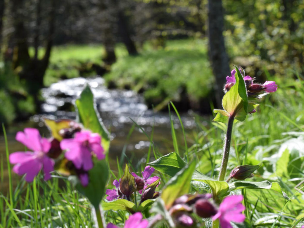 Eine Blume mit pinken Blüten steht im Fokus, dahinter verläuft unscharf ein Fluss.