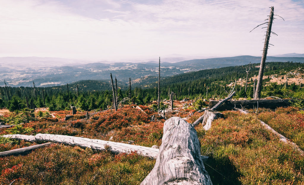 Blick vom Dreisesselberg im Bayerischen Wald. 